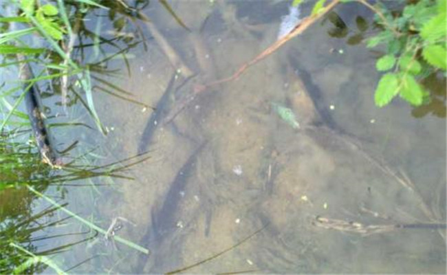 养殖泥鳅对水质有哪些要求
