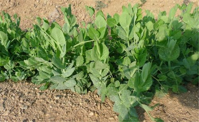 无公害豌豆应掌握哪些主要的播种技术