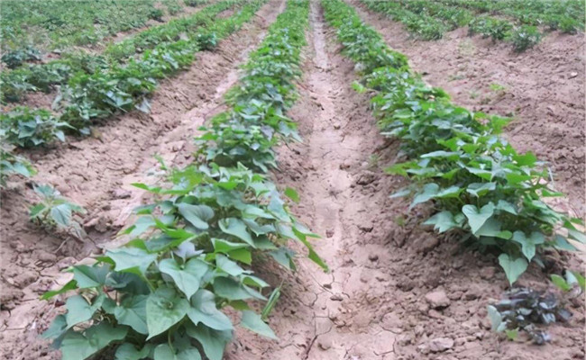 氮磷钾肥在甘薯生长中的作用
