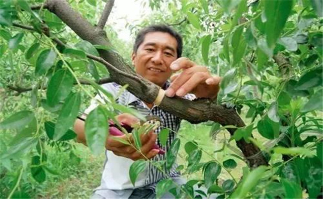 果树预防技术