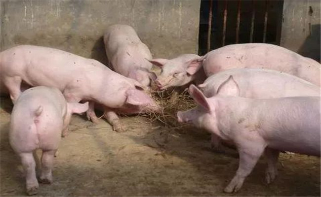 乳清粉在养猪过程中如何使用