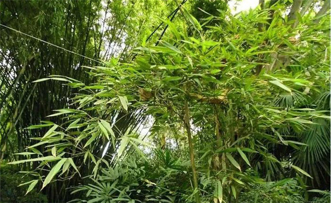 水竹的园林用途