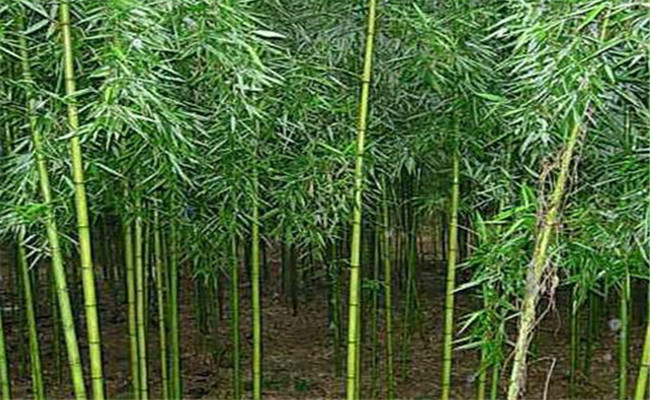 早园竹能长多高