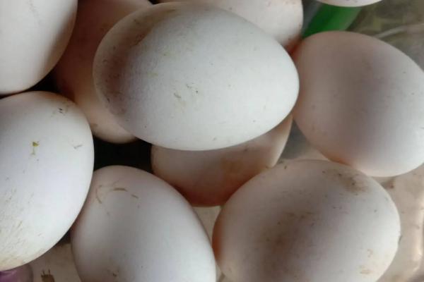 鹅蛋的孵化温度和湿度是多少合适