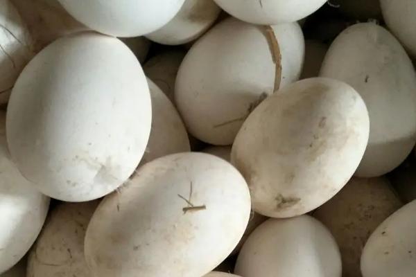 鹅蛋孵化多少天