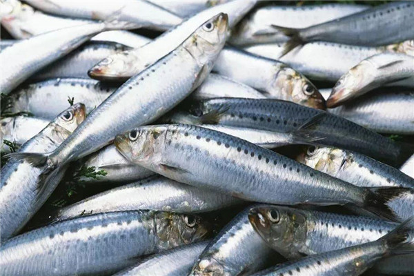 海水鱼养殖主要种类