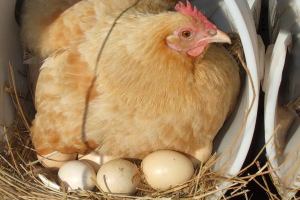 母鸡为什么吃自己下的蛋