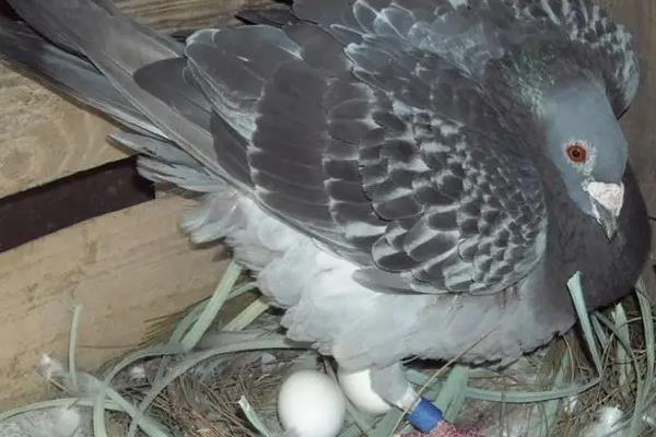 鸽子生几个蛋开始孵化