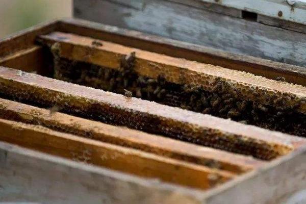 蜜蜂进箱后多少天可以打开巢门
