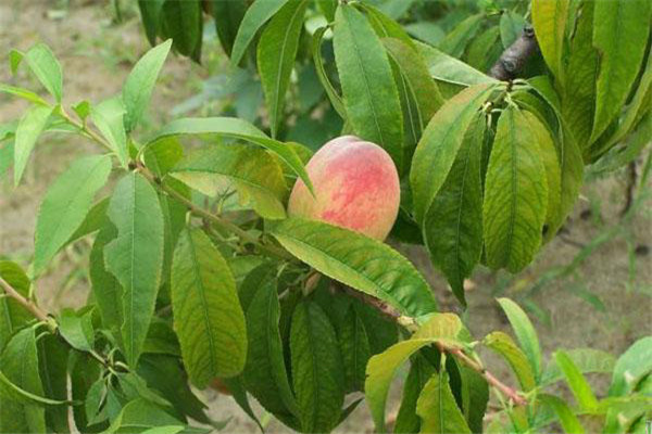 桃树缺氮的原因是什么