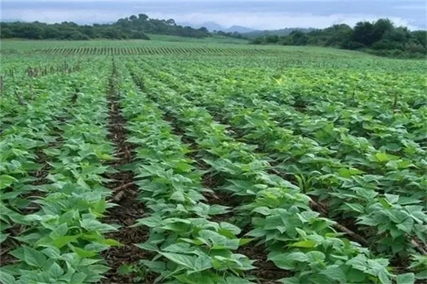 黑豆种植的株距和行距