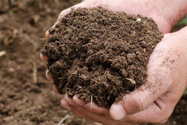 农家肥如何科学施用 哪些方法能提高农家肥肥效
