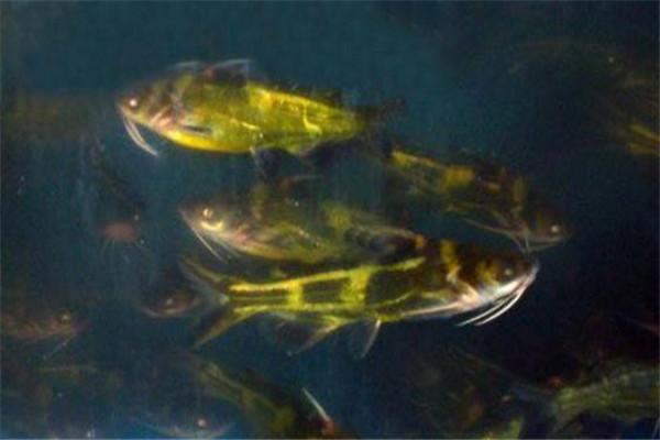 黄颡鱼对养殖水体的要求