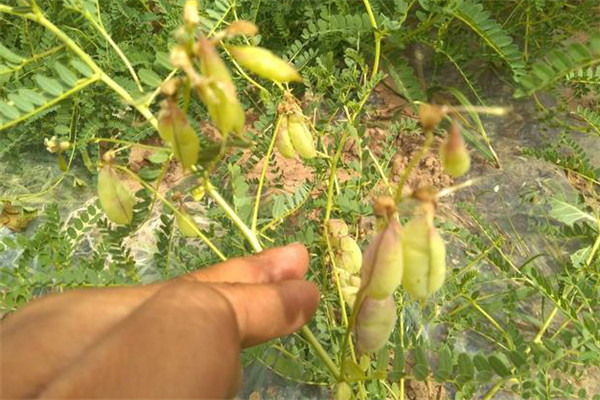 黄芪种植前种子的三种处理方式