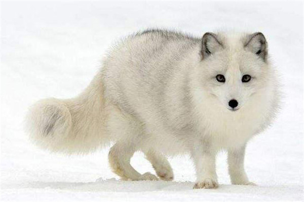 北极狐种狐选择的标准是什么