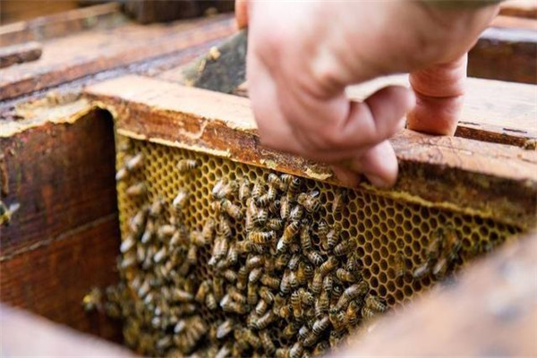 蜜蜂开箱操作方法