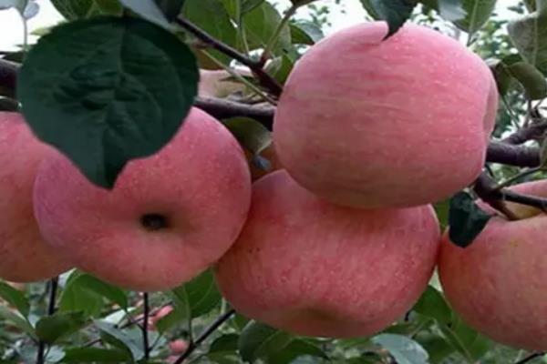 适宜种植苹果的自然条件