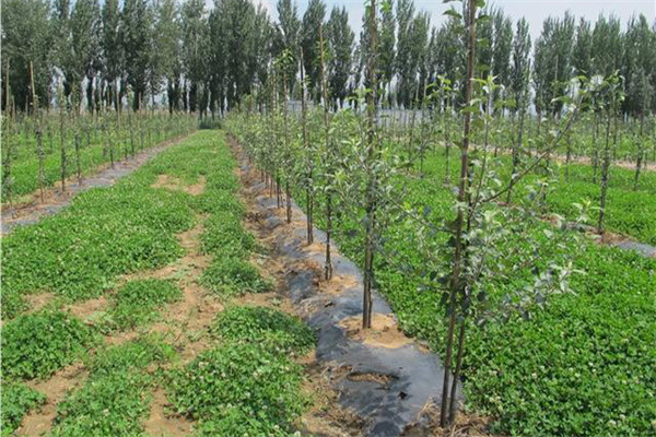 苹果树的种植条件