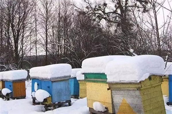 蜂群越冬需俱备的三个条件