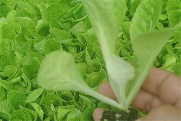 大白菜发芽期幼苗期莲座期结球期和收获期管理