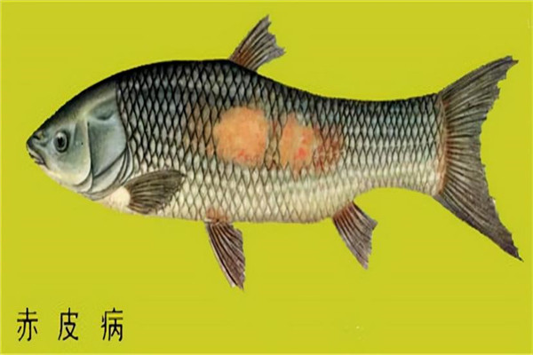 鱼类赤皮病的主要症状