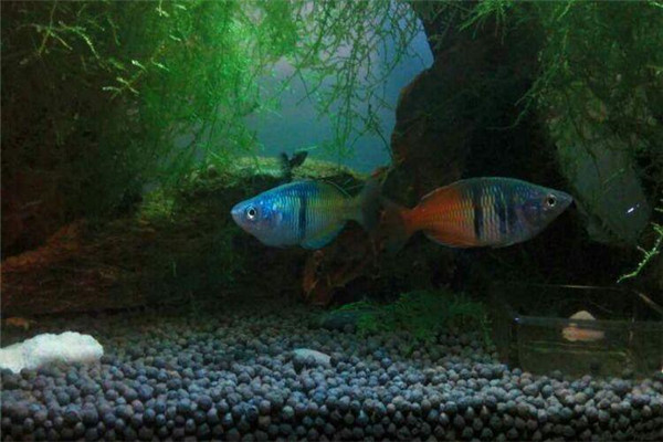 澳洲彩虹鱼如何养殖