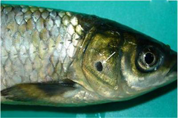 鱼细菌性烂鳃病的主要症状
