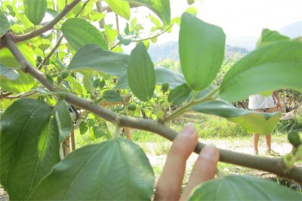 台湾青枣主要虫害金龟子的防治方法