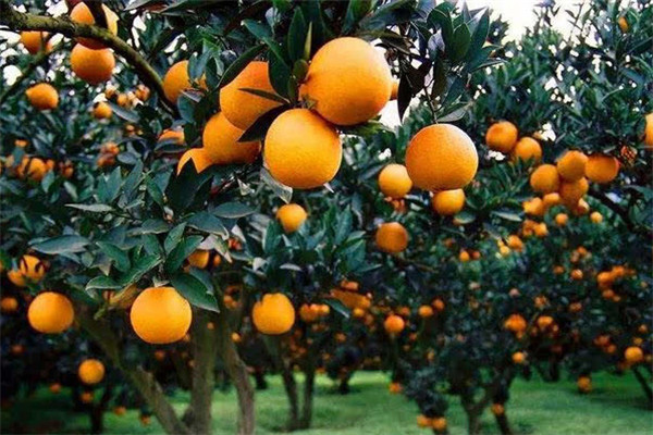 如何确定柑橘的采收时间