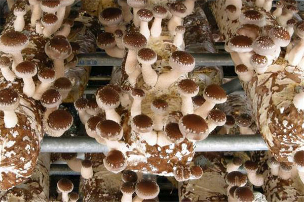 香菇栽培过程中对生长条件有什么要求