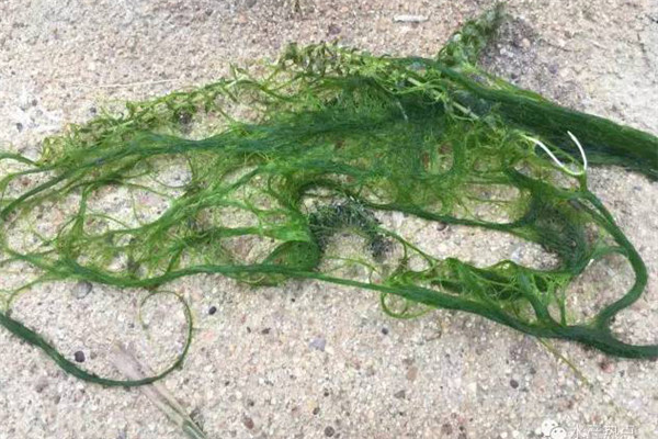水网藻的清除