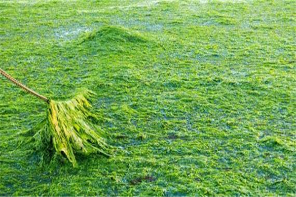 水绵、双星藻、转板藻