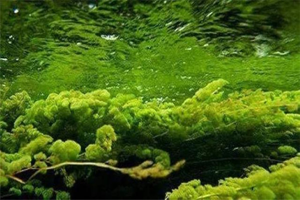 铜绿微囊藻、水花微囊藻