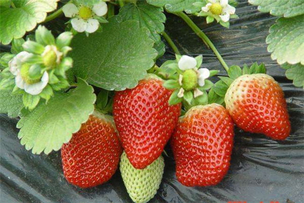 草莓缺乏大量营养元素时有些什么表现