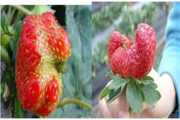 草莓畸形果产生的原因是什么