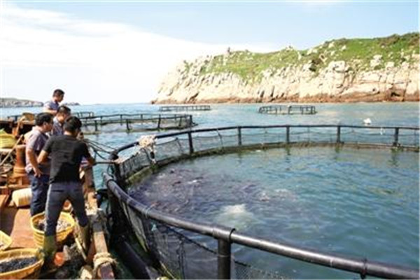 大黄鱼养殖的水域条件
