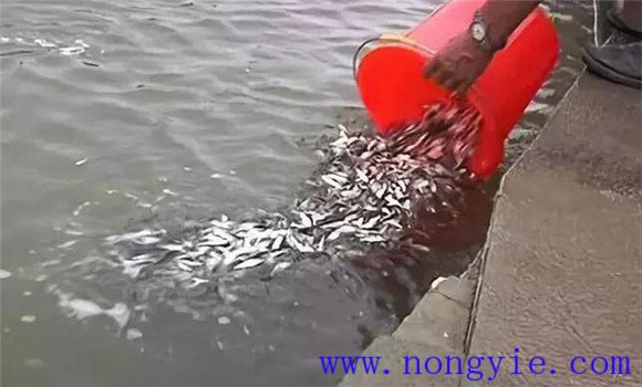 提高鱼种质量