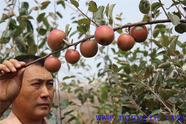 如何提高苹果的亩产量