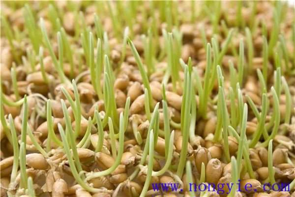 小麦种子多长时间发芽