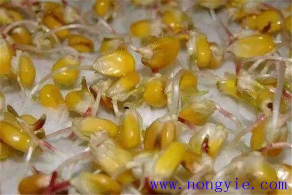 玉米种子发芽需要什么条件