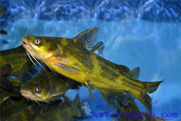 瓦氏黄颡鱼孵化对溶氧及流水的要求