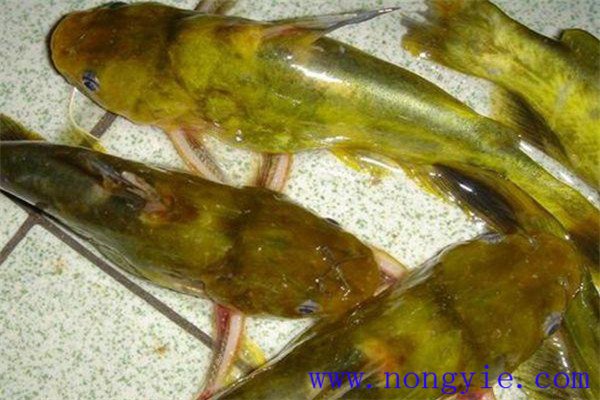瓦氏黄颡鱼孵化的水质条件