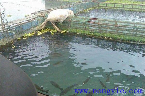 养殖黑鱼的日常管理方法