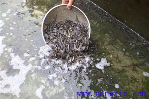 培育鱼苗、鱼种的方法