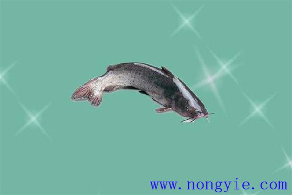 长吻鮠大规格一龄鱼种培育期间的水质管理