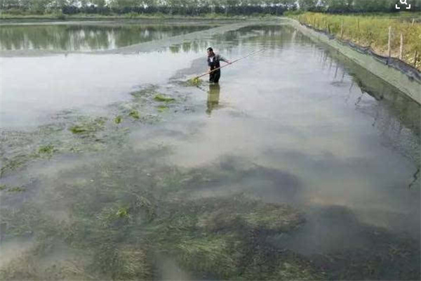如何做好青虾养殖池塘的清整工作