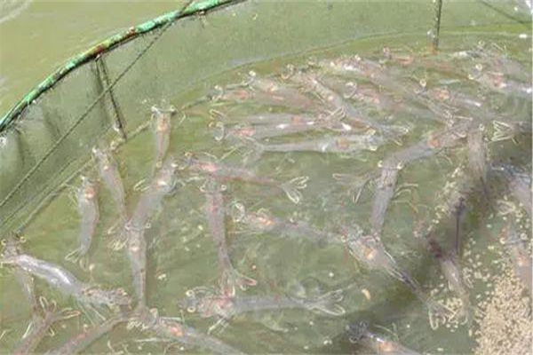 南美白对虾养殖的几个严重误区