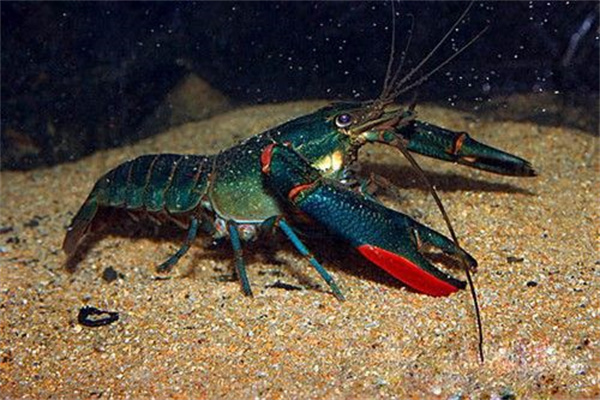 红螯螯虾亲虾的选择