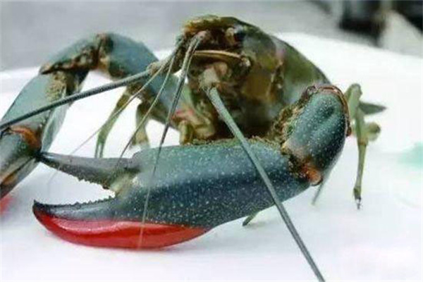 红螯螯虾亲虾培育环境要求