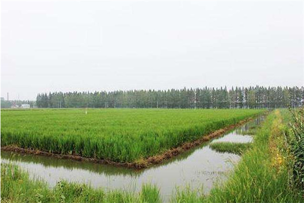稻田改造和建设